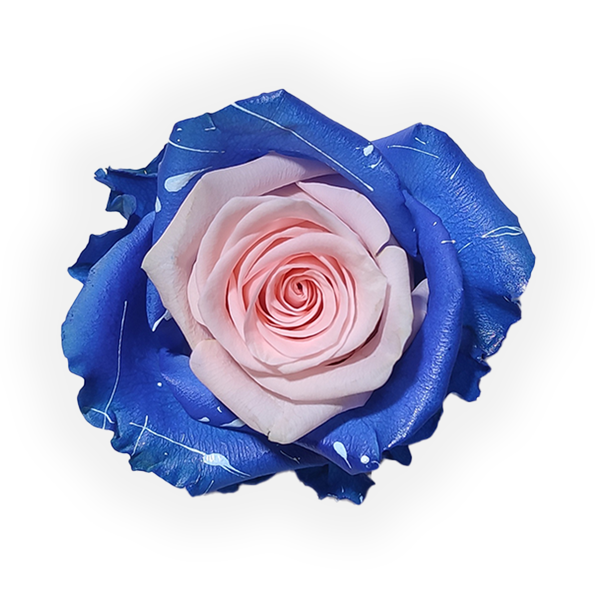 pink-blue-lollipop-greenbox-premium-quality-flowers