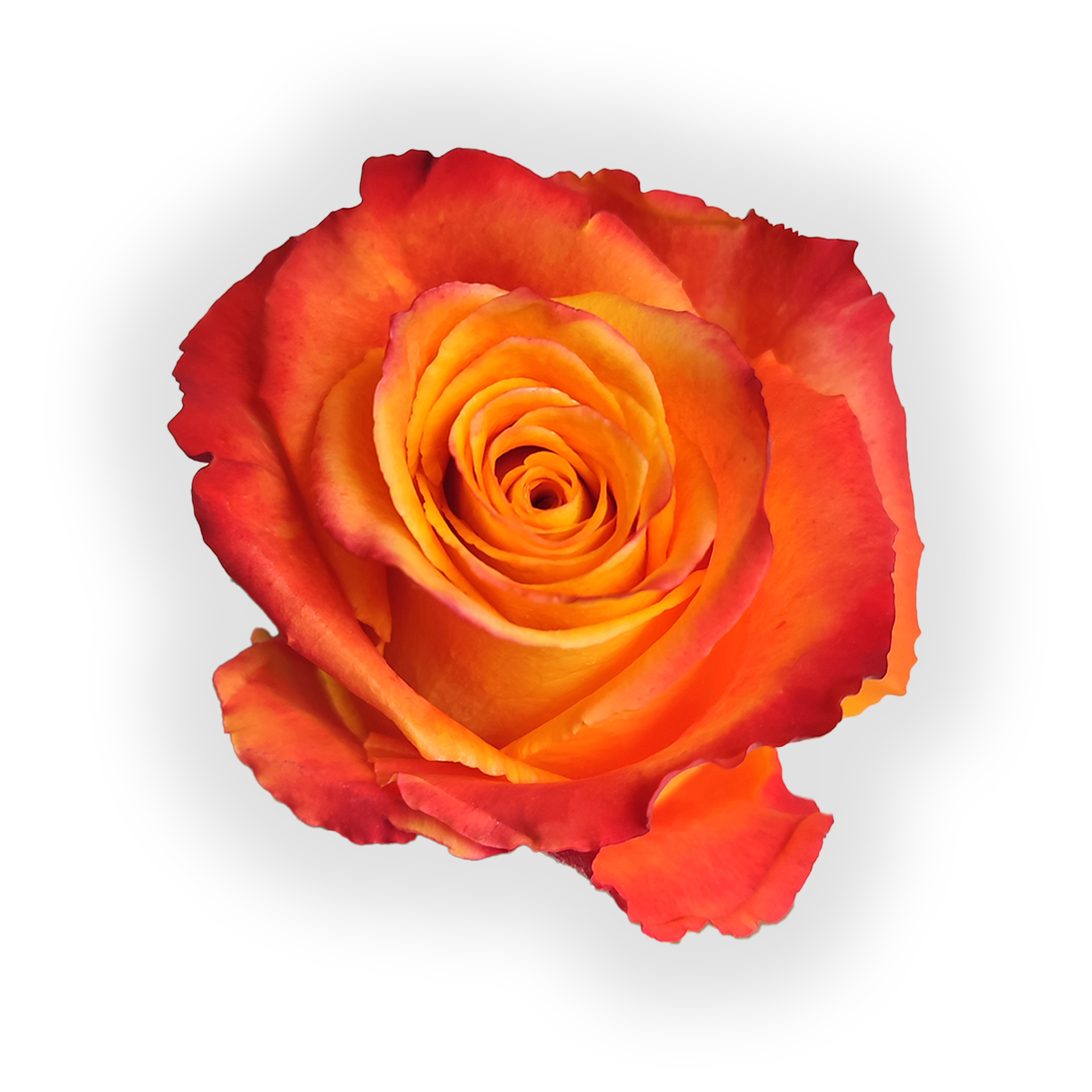 silantoi-greenbox-premium-quality-flowers