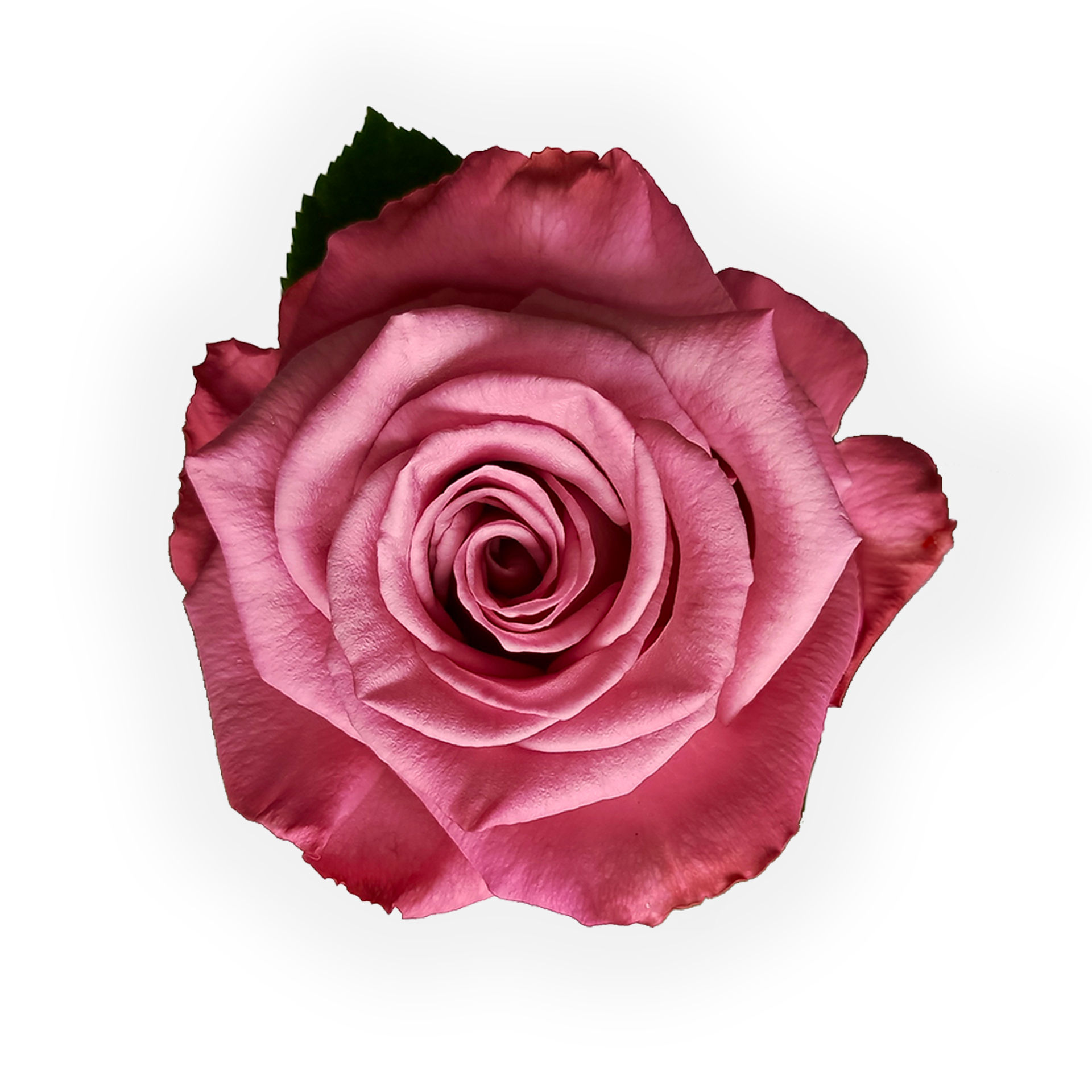 moody-blues-greenbox-premium-quality-flowers